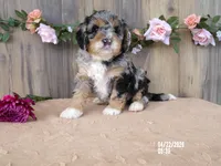 Jake, a male Miniature Bernedoodle for sale in Edon, OH – 2 of 6