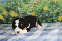 marshal, a male Miniature Bernedoodle for sale in Edon, OH – 2 of 5