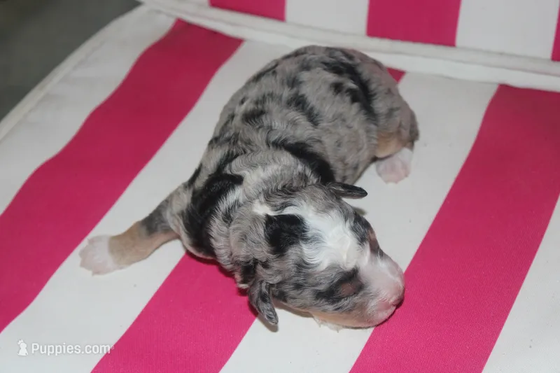 mack – Miniature Bernedoodle puppy for sale in Edon, OH