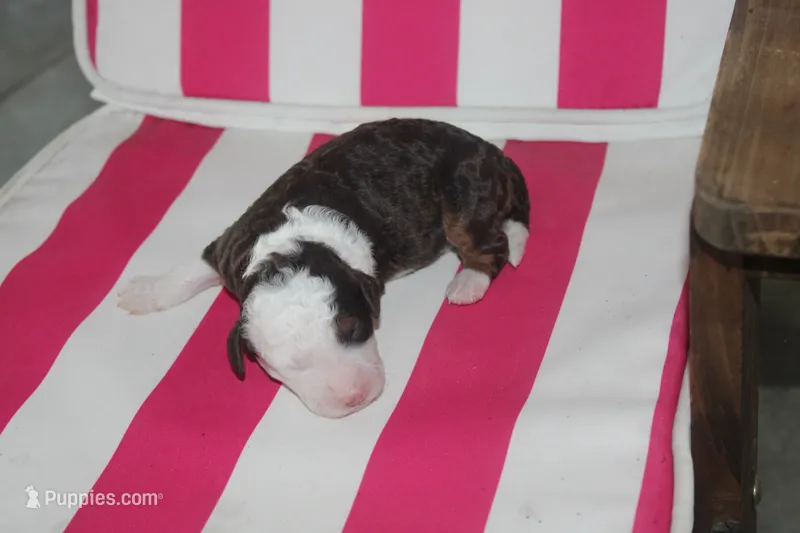 melena  – Miniature Bernedoodle puppy for sale in Edon, OH
