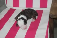 melena , a female Miniature Bernedoodle for sale in Edon, OH – 1 of 3
