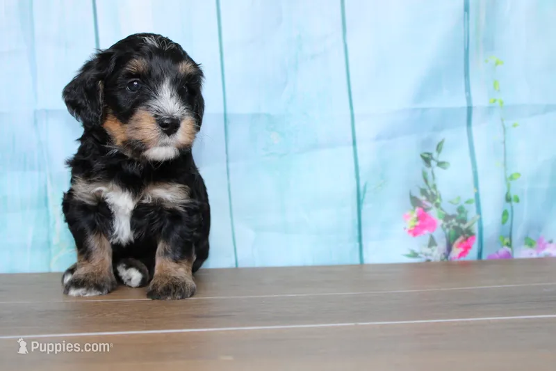 max – Miniature Bernedoodle puppy for sale in Edon, OH