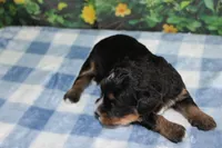 max, a male Miniature Bernedoodle for sale in Edon, OH – 2 of 2