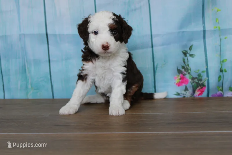 melena  – Miniature Bernedoodle puppy for sale in Edon, OH