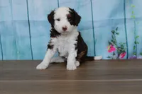 melena , a female Miniature Bernedoodle for sale in Edon, OH – 1 of 8