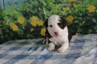 melena , a female Miniature Bernedoodle for sale in Edon, OH – 5 of 8