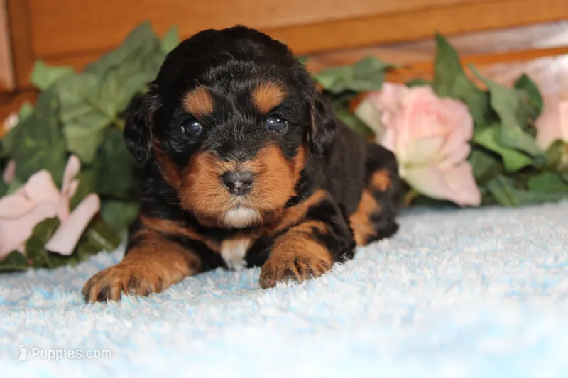 lyla – Miniature Bernedoodle puppy for sale in Edon, OH