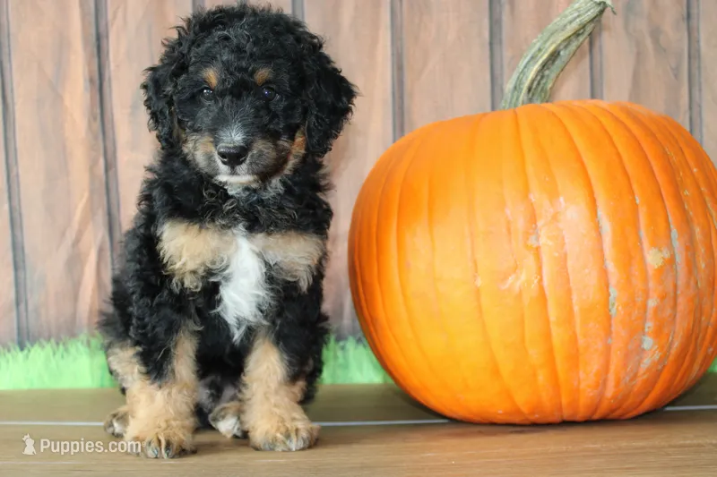 mike – Miniature Bernedoodle puppy for sale in Edon, OH