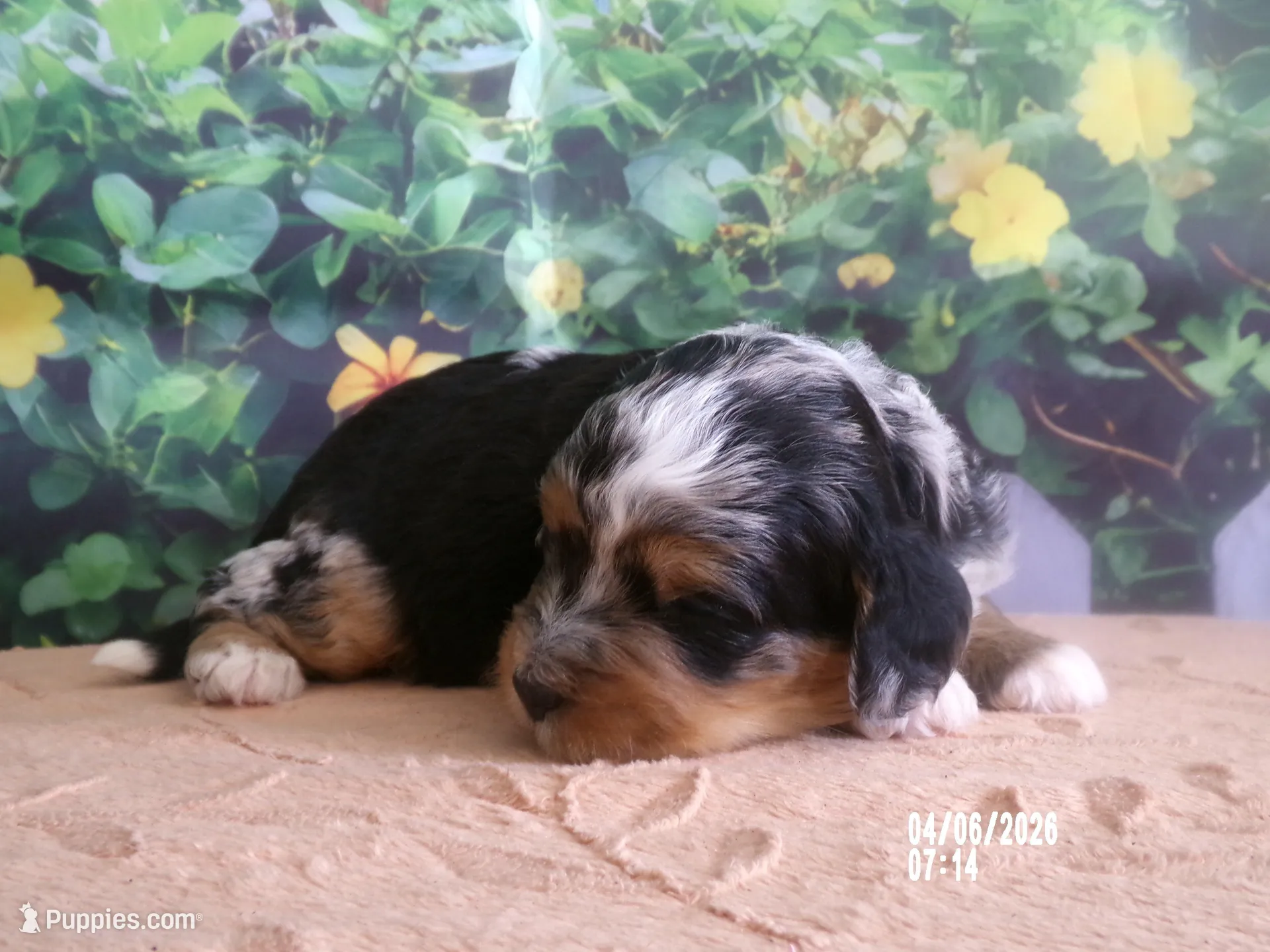 Macey – Miniature Bernedoodle puppy for sale in Edon, OH