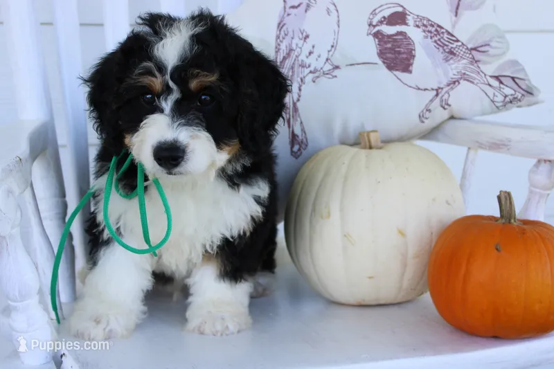 marshal – Miniature Bernedoodle puppy for sale in Edon, OH