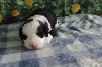 Benjie, a male Miniature Bernedoodle for sale in Edon, OH – 2 of 3