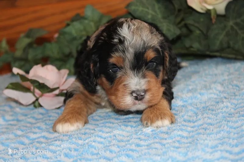 Logan – Miniature Bernedoodle puppy for sale in Edon, OH