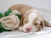 Zach, a male Cavapoo for sale in Edon, OH – 2 of 4