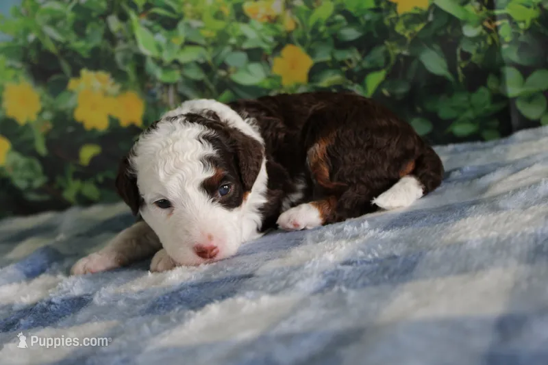 melena  – Miniature Bernedoodle puppy for sale in Edon, OH