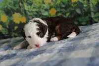 melena , a female Miniature Bernedoodle for sale in Edon, OH – 3 of 8