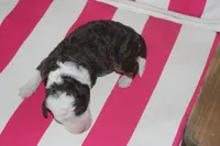 melena , a female Miniature Bernedoodle for sale in Edon, OH – 3 of 3