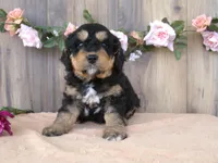 Nico, a male Miniature Bernedoodle for sale in Edon, OH – 2 of 4