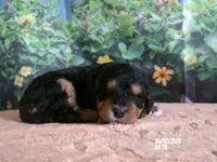 Nico, a male Miniature Bernedoodle for sale in Edon, OH – Photo 1 of 4