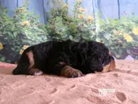Nico, a male Miniature Bernedoodle for sale in Edon, OH – Photo 3 of 4