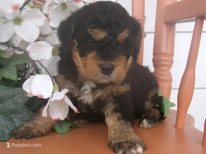 Nico – Miniature Bernedoodle puppy for sale in Edon, OH