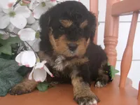 Nico, a male Miniature Bernedoodle for sale in Edon, OH – 3 of 4
