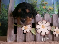 Nico, a male Miniature Bernedoodle for sale in Edon, OH – Photo 2 of 4