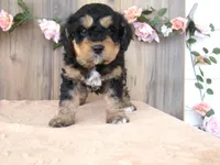 Nico, a male Miniature Bernedoodle for sale in Edon, OH – 1 of 4