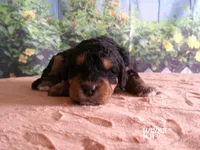 Nico, a male Miniature Bernedoodle for sale in Edon, OH – Photo 4 of 4