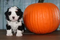 Benjie, a male Miniature Bernedoodle for sale in Edon, OH – 5 of 7
