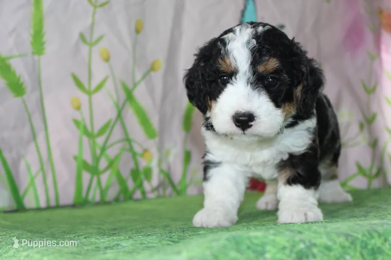 marshal – Miniature Bernedoodle puppy for sale in Edon, OH