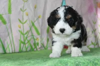 marshal, a male Miniature Bernedoodle for sale in Edon, OH – 6 of 10