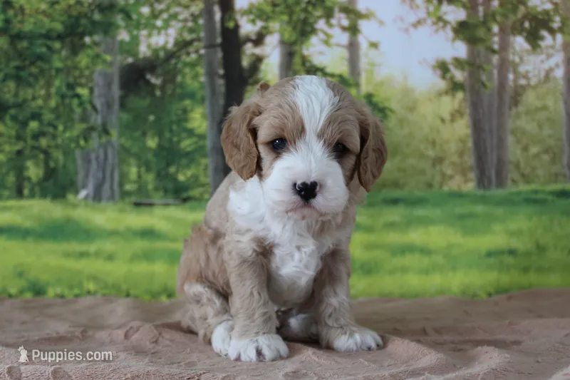 Zach – Cavapoo puppy for sale in Edon, OH
