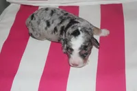 mack, a male Miniature Bernedoodle for sale in Edon, OH – 3 of 3