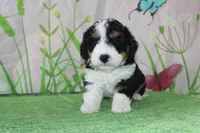 marshal, a male Miniature Bernedoodle for sale in Edon, OH – 7 of 10