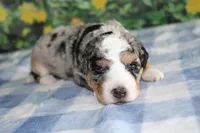 mack, a male Miniature Bernedoodle for sale in Edon, OH – 8 of 10