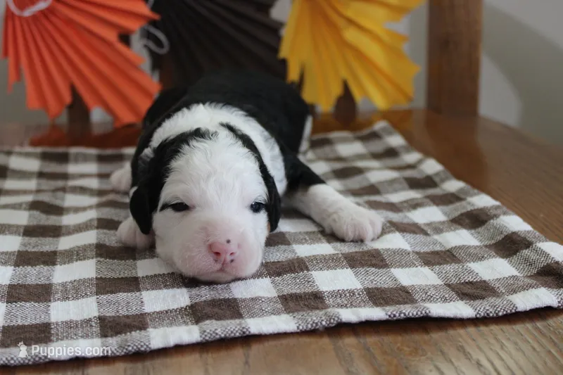 Leslie – Miniature Bernedoodle puppy for sale in Edon, OH