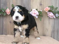 jasmine , a female Miniature Bernedoodle for sale in Edon, OH – 2 of 4
