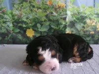jasmine , a female Miniature Bernedoodle for sale in Edon, OH – Photo 3 of 3