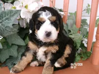 jasmine , a female Miniature Bernedoodle for sale in Edon, OH – 3 of 4