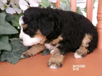 jasmine , a female Miniature Bernedoodle for sale in Edon, OH – 4 of 4
