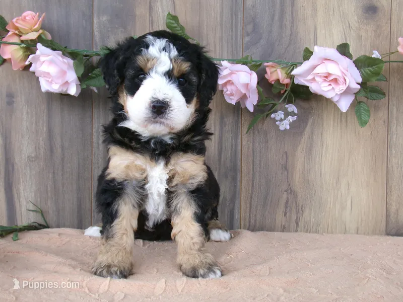 jasmine  – Miniature Bernedoodle puppy on hold in Edon, OH