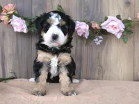 jasmine , a female Miniature Bernedoodle for sale in Edon, OH – 1 of 4