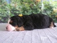jasmine , a female Miniature Bernedoodle for sale in Edon, OH – Photo 2 of 3