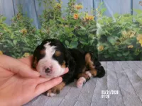 jasmine , a female Miniature Bernedoodle for sale in Edon, OH – Photo 1 of 3