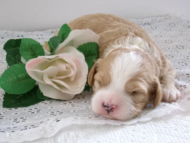 Zach, a male Cavapoo for sale in Edon, OH – 1 of 4