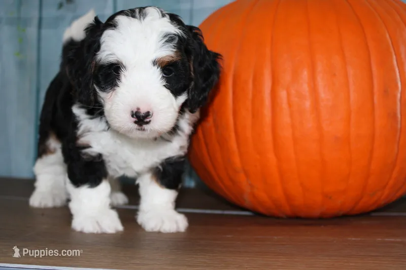 Benjie – Miniature Bernedoodle puppy for sale in Edon, OH