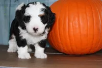Benjie, a male Miniature Bernedoodle for sale in Edon, OH – 4 of 7
