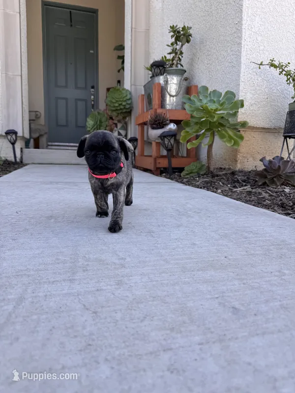 Pink 🩷 (collar color) – Pug puppy for sale in Fresno, CA