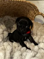 Red ♥️ (collar color), a female Pug for sale in Fresno, CA – 3 of 5