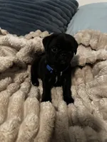 Blue 💙 (collar color), a male Pug for sale in Fresno, CA – 2 of 3